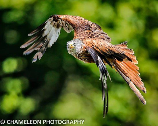 The British Bird of Prey Centre