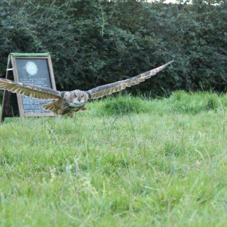 West Wales Falconry