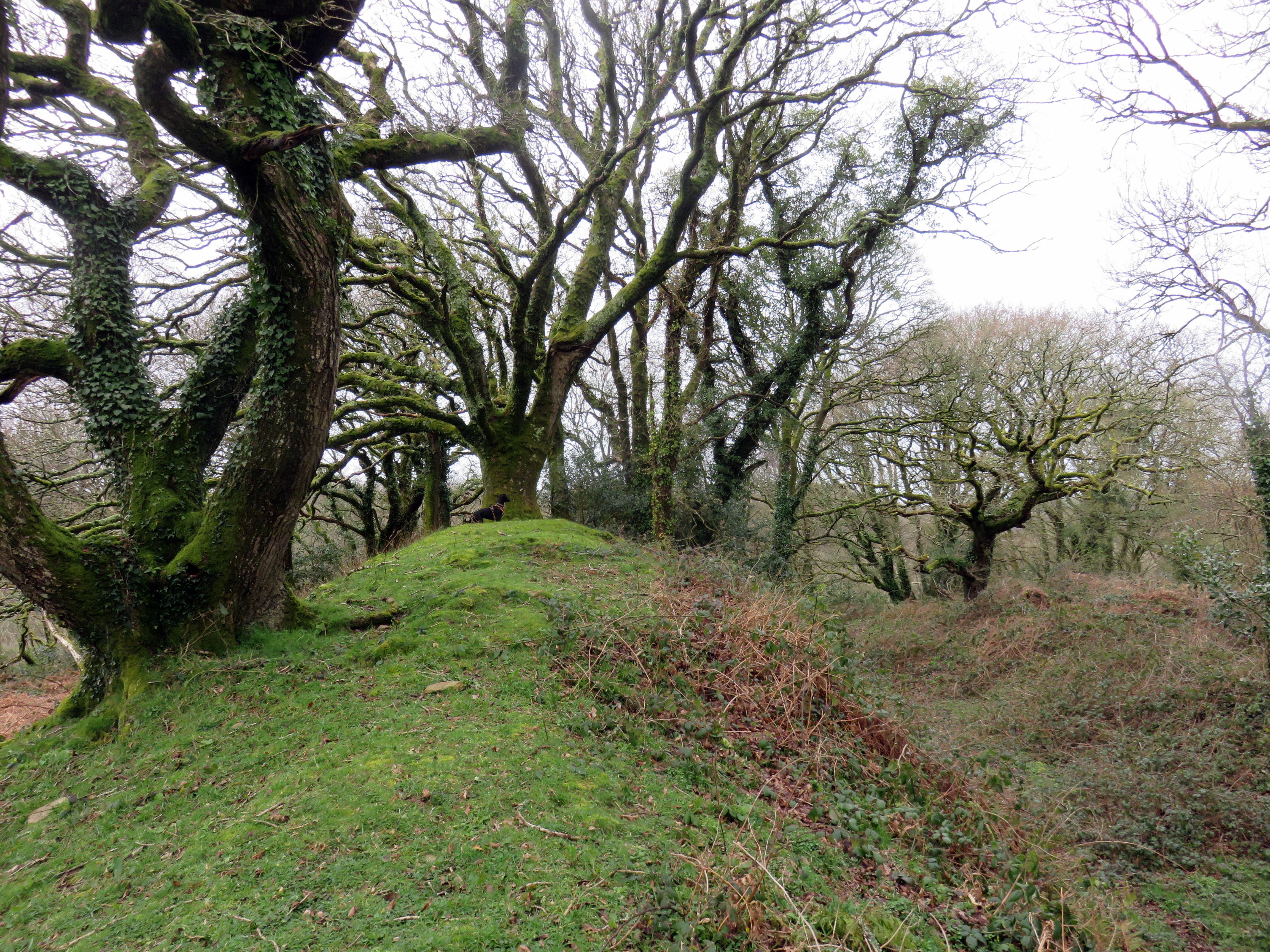 Castell Llwyd
