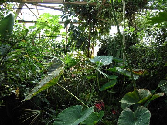 Felinwynt Rainforest Centre