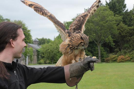 Pembrokeshire Falconry