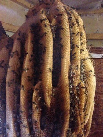 New Quay Honey Farm